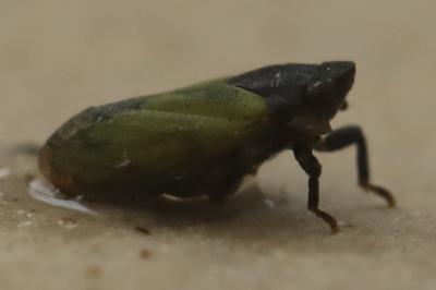 <i>Tettigometra laeta</i>