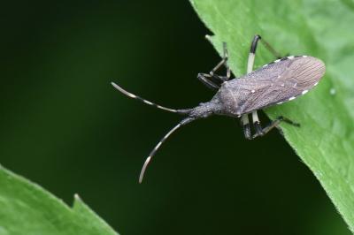 <i>Dicranocephalus albipes</i>