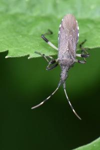 <i>Dicranocephalus albipes</i>
