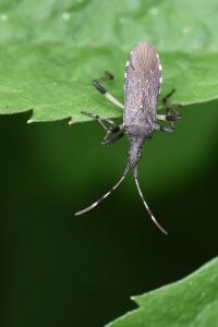 <i>Dicranocephalus albipes</i>