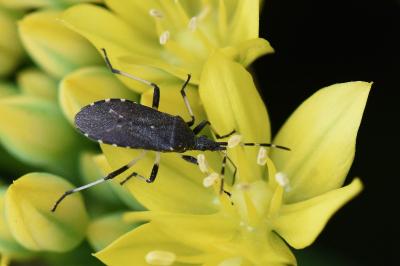 <i>Dicranocephalus agilis</i>
