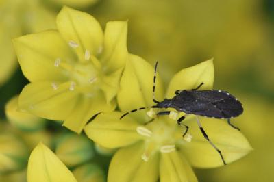 <i>Dicranocephalus agilis</i>