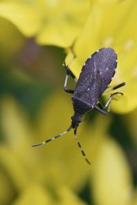 Dicranocephalus agilis