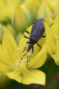 <i>Dicranocephalus agilis</i>