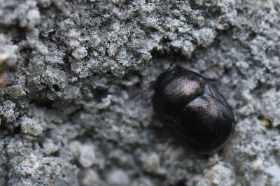 <i>Thyreocoris scarabaeoides</i>