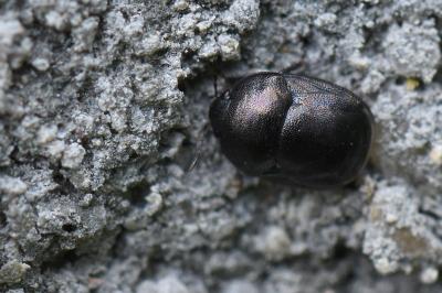 <i>Thyreocoris scarabaeoides</i>