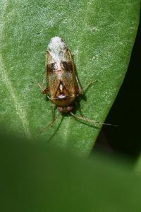 <i>Pinalitus cervinus</i>