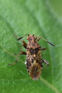 <i>Rhopalus subrufus</i>