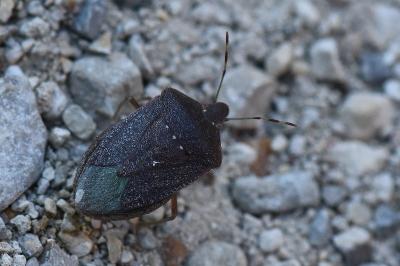 <i>Nezara viridula</i>