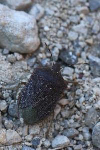 <i>Nezara viridula</i>