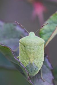 <i>Nezara viridula</i>