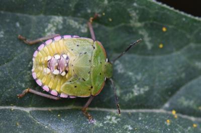 <i>Nezara viridula</i>
