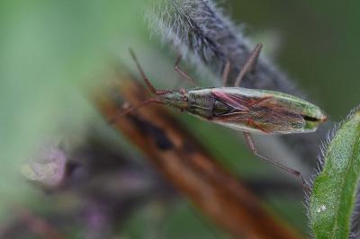 <i>Myrmus miriformis</i>