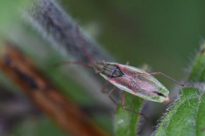 <i>Myrmus miriformis</i>