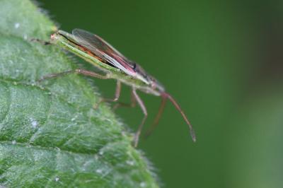 <i>Myrmus miriformis</i>