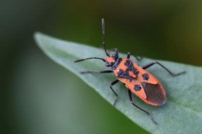 <i>Corizus hyoscyami</i>
