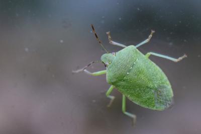Nezara viridula