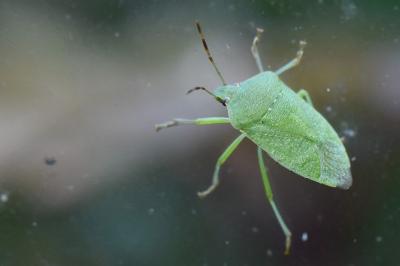 <i>Nezara viridula</i>