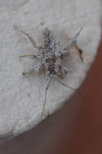 <i>Reduvius personatus</i>