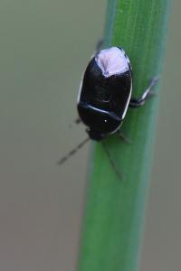 <i>Adomerus maculipes</i>