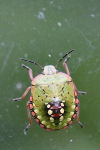 <i>Nezara viridula</i>
