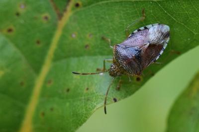 <i>Elasmucha grisea</i>