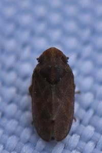 <i>Tettigometra impressopunctata</i>