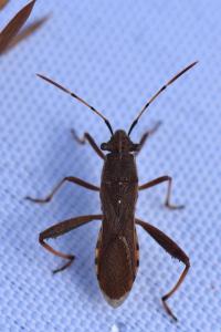 <i>Camptopus lateralis</i>