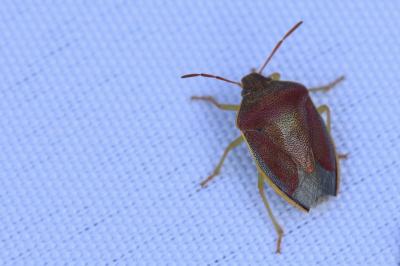 <i>Piezodorus lituratus</i>
