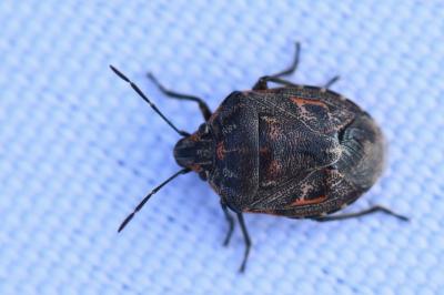 <i>Holcogaster fibulata</i>