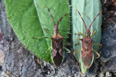 <i>Gonocerus juniperi</i>