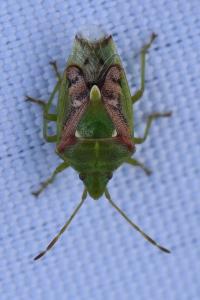 <i>Cyphostethus tristriatus</i>