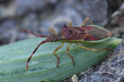 <i>Gonocerus juniperi</i>