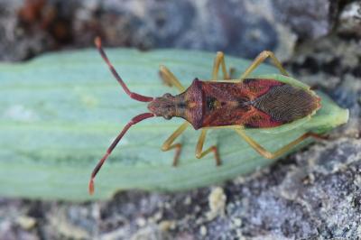 <i>Gonocerus juniperi</i>