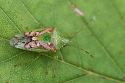<i>Cyphostethus tristriatus</i>