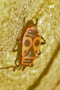 <i>Pyrrhocoris apterus</i>