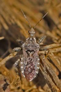 Coranus griseus