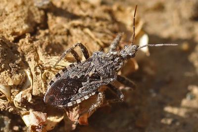 Coranus griseus