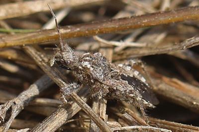 Coranus griseus