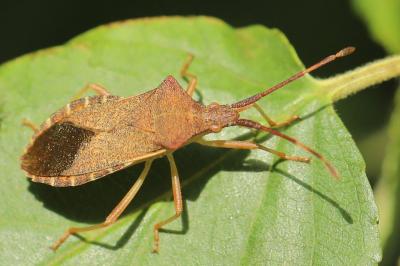 <i>Gonocerus acuteangulatus</i>
