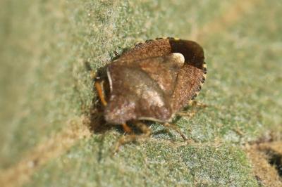 <i>Peribalus strictus vernalis</i>