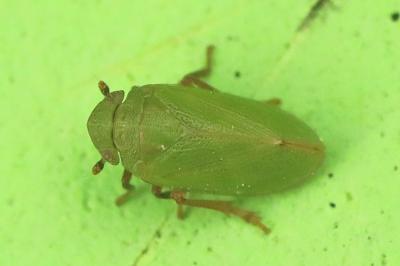 <i>Tettigometra virescens</i>
