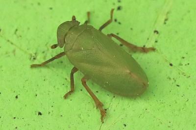 <i>Tettigometra virescens</i>
