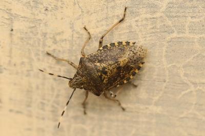 <i>Rhaphigaster nebulosa</i>