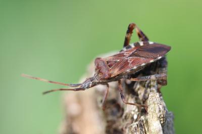 <i>Leptoglossus occidentalis</i>