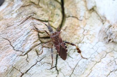 <i>Leptoglossus occidentalis</i>