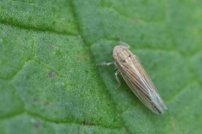 <i>Mocydia crocea</i>