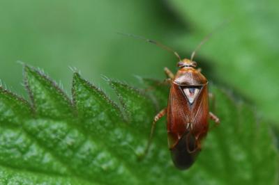<i>Lygus pratensis</i>