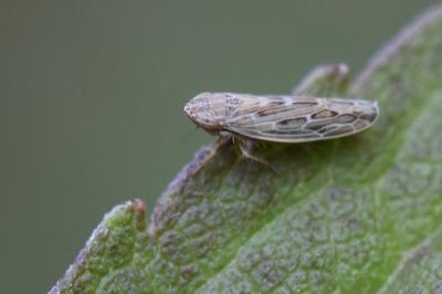 <i>Psammotettix</i>