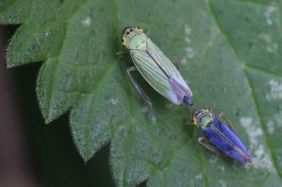 <i>Cicadella viridis</i>